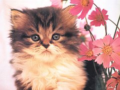 Gatti (392)